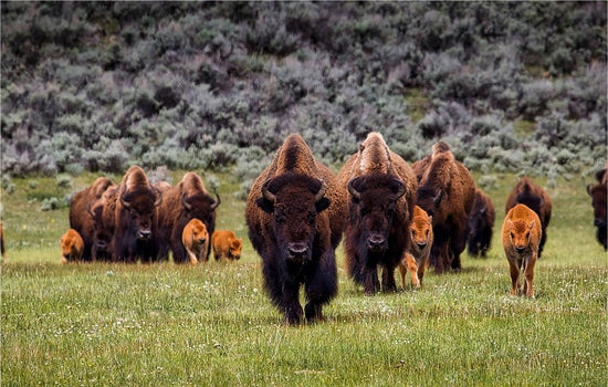 2024 – Sacred White Bison Calf Born in Yellowstone!