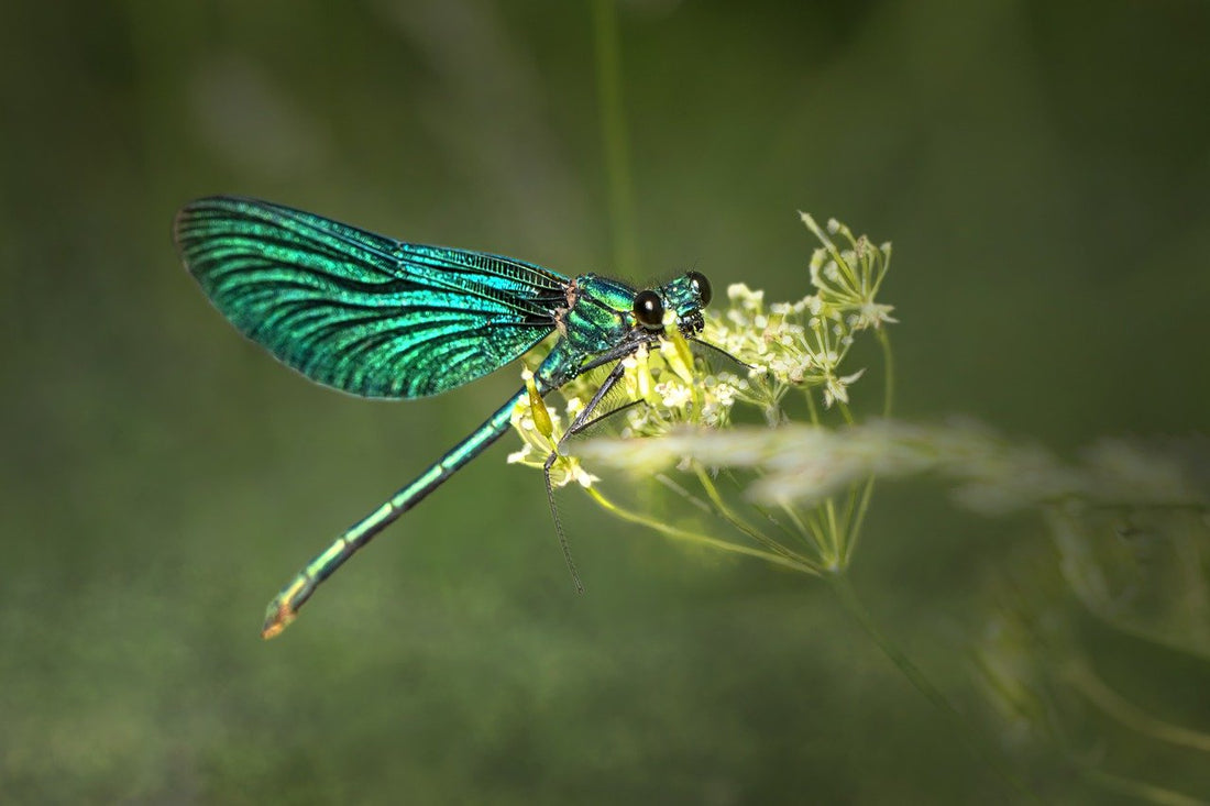 Native American Symbolism: Dragonfly – Indian Traders (L7 Enterprises)