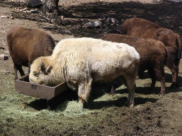 Sacred White Bison & Native American Lore